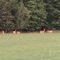 Late August Deer