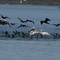 Snow Birds of South Texas