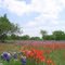 Spring in Llano County