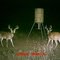 Llano Texas deer at protein feeder
