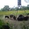 Hill country feeder north of Llano