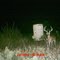 Llano county protien feeder