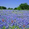 Hill Country Spring