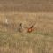 male Sharptail Grouse (left) and male Prairie Chicken (center) displaying for female Sharptail Grouse (right)