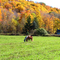Horses and Foliage along Rte 7 in the Berkshires