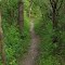 Trail in Marshall Park