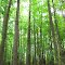 Close to the border between maple and pine woods