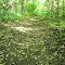 Floral trail in Bluffs Nature Area, Ann Arbor, Michigan