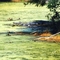 Smiling Alligator