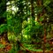 An Enchanted Forest