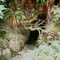 Tree Cave near Youngs River Falls