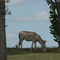 An Ass on a Hill