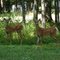 Northern Wisconsin Deer