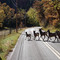 Bighorn Sheep