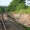 Fox beside train tracks just north of town, Augusta, Maine