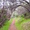 Arch of Manzanita Brush, Seven Pools Loop Trail, Hidden Falls Regional Park, Placer County