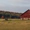 Autumn Horses