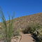 Desert plants & Cactii