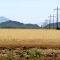 Landscape near Marana, AZ, USA.
