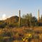 Saguaro Cactus near Tucson Arizona, USA