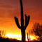 Picture Rocks AZ -- Sun setting behind Saguaro