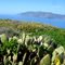 Santa Catalina Is Awaitin' for Me! (Santa Catalina Island, California, USA)