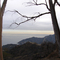 Eucalyptus above Avalon