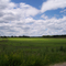 Field Near Maple Lake, Forada, Minnesota