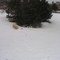 Fresh Snow in an Alexandria, yard
