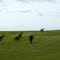 A group of horses running after horse #1 decided to run