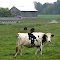 Holsteins at Over Lane Farm