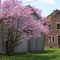 Redbud and Barn
