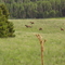Elk in the Valley of the Utes