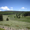 Tolby Meadow