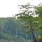 Ocmulgee River Scene