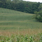 Rolling Corn Field