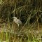 Heron in the Marsh