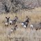Rounding up some doe