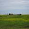 Prairie Lushness