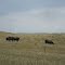 Cows