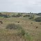 Cows