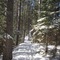 Lumberjack Trail