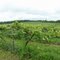 DSC06799 Panoramic SE view