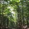 Beautiful woods beside Raynolds Rd