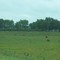 Cattle near 84th Street