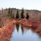 Red Willow on the Beaver River