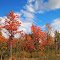 Autumn Sky