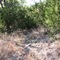 Lewis Creek