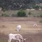 Longhorns near Laubach Ranch