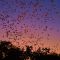 Bat flight, Bracken Cave.